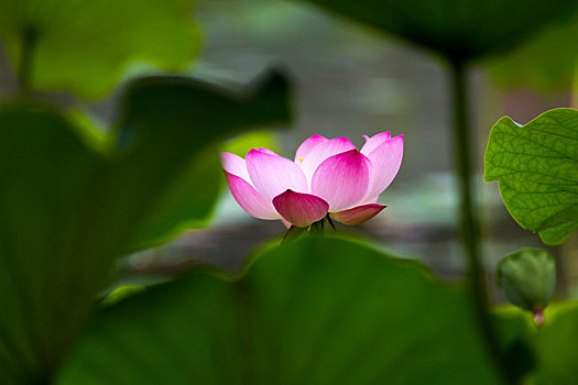 xổ số thái bình