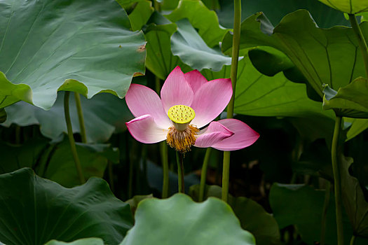 dự đoán xổ số than tai