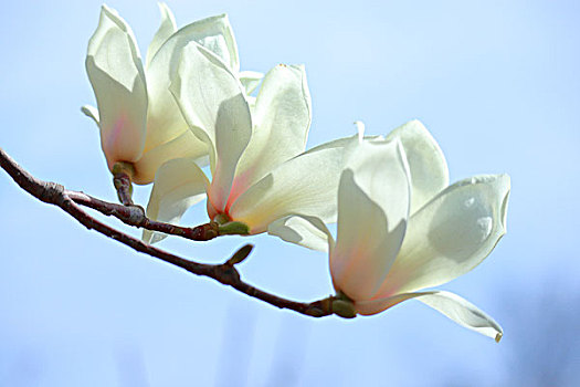 đề bạch thủ hôm nay