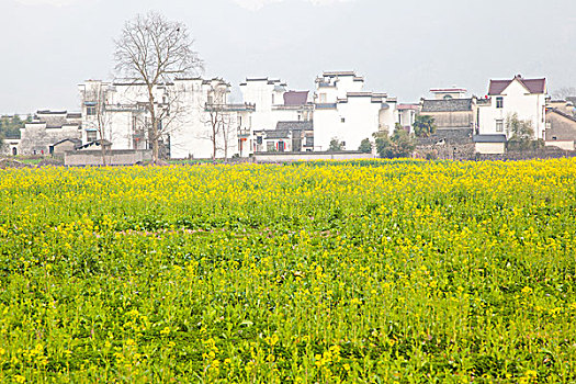 dan song thu lo