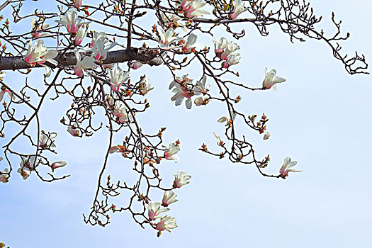 soi cầu lô tô bạch thủ