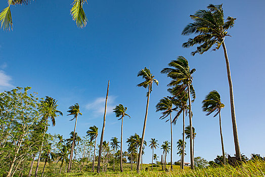 soi gio vang