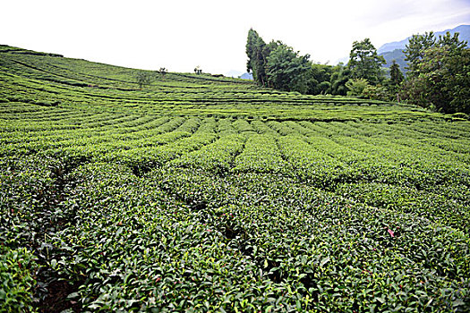 bach thu lo chuan