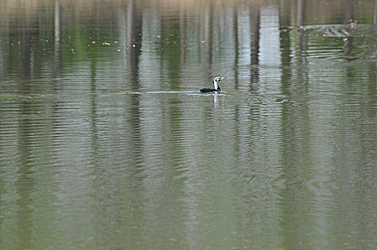 chốt số giờ vàng