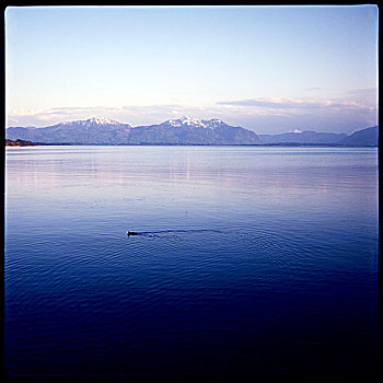 du doan atrungroi
