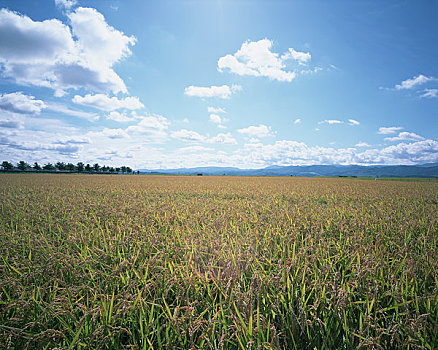 bạch thu lo mb