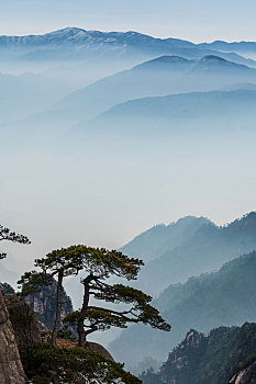 rong bach kim