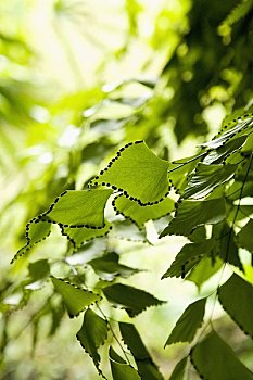 xổ số đồng tháp hôm nay