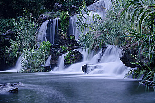 rong bach kim 888