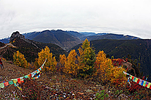 du doan rong bach kim