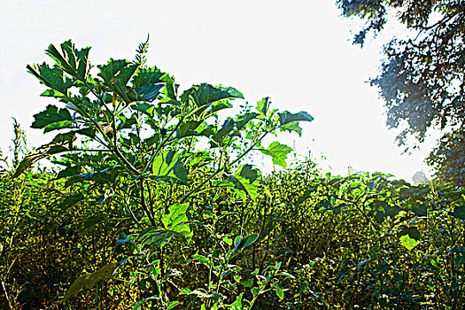 nhung cap so lau ve mien nam