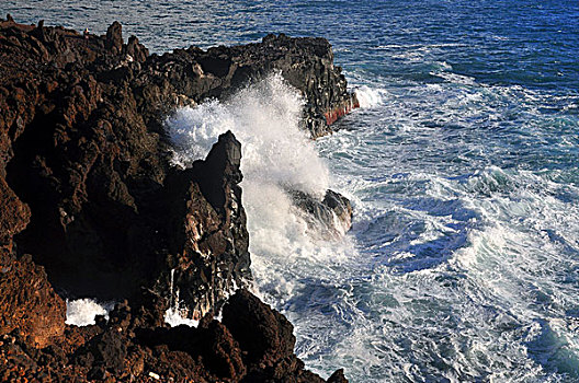 rong bach kim 2 nhay