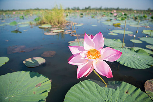 soi cau xs minh ngoc