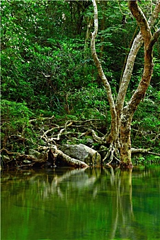 cầu lô bạch thủ miền bắc