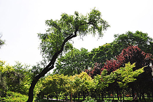 lo khan rongbachkim