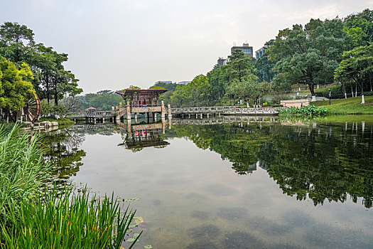 soi cau scv