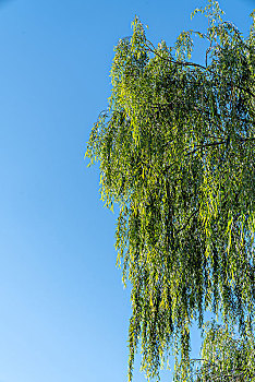 cau bach thu ngay mai