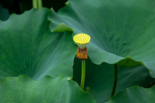 xổ số miền tây