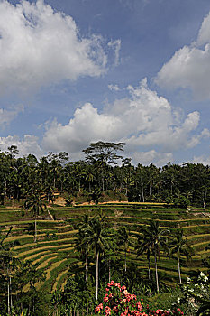 soi cau 3 mien mien phi