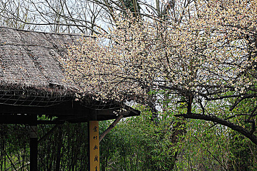 hoi lo de chuan