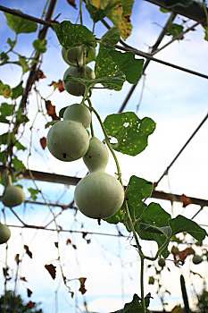 đề miền bắc