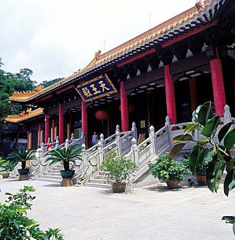 bach kim soi cau