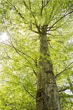 soi câu miễn phí