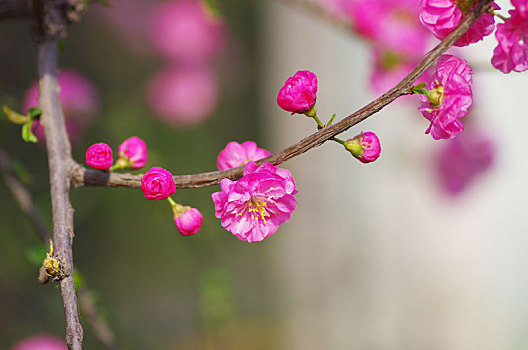 soi cầu win