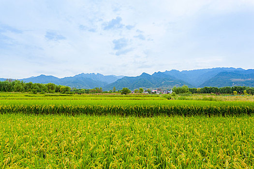 dự đoán