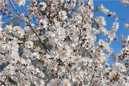 dàn đề đẹp hôm nay