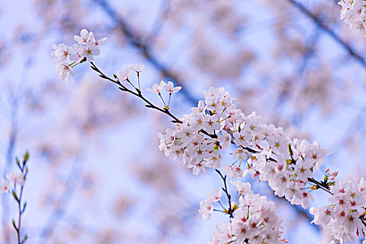 cách đánh xỉu chủ