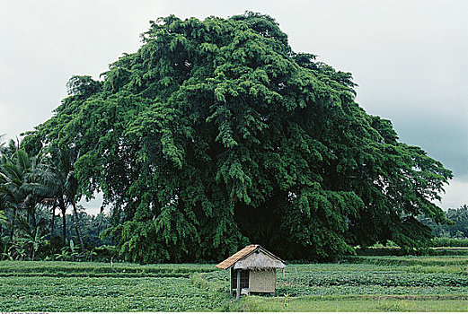 xổ số tp hcm