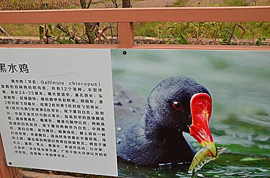 soi cầu đề