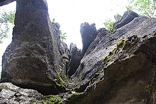 soi cau 8785