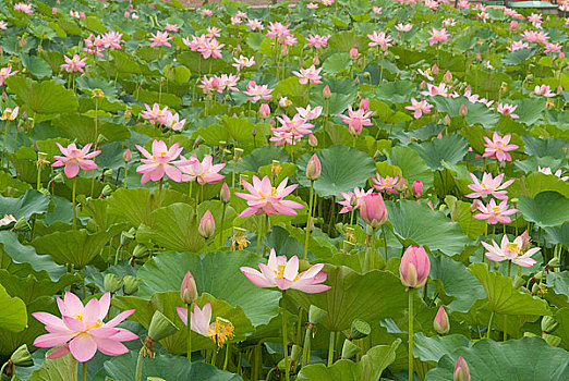 soi cau mb minh ngoc