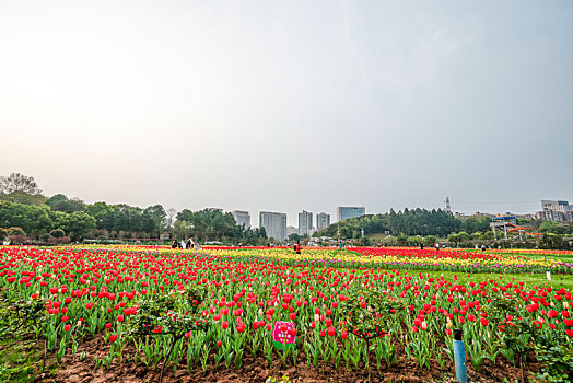 xổ số hậu giang hôm nay