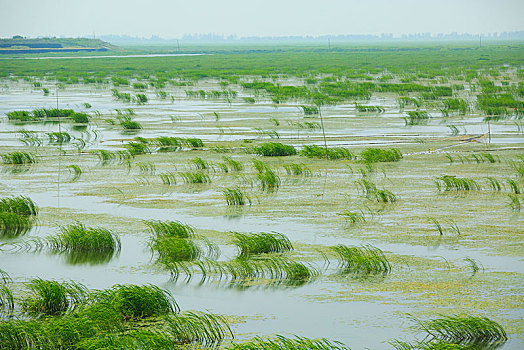 soi cầu misa