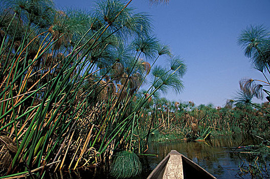 soicau bachthu lo