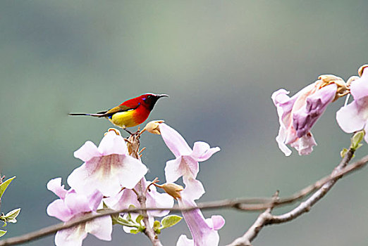 quả xổ
