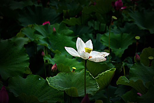 số cần thơ