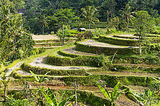 soi cau bach thu tp