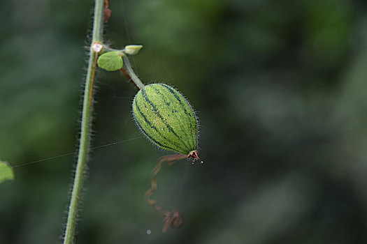 xổ số kiên giang hôm nay