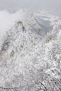 soi câu rong bach kim