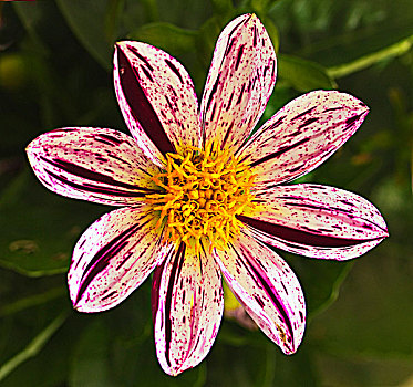 soi câu rong bach kim