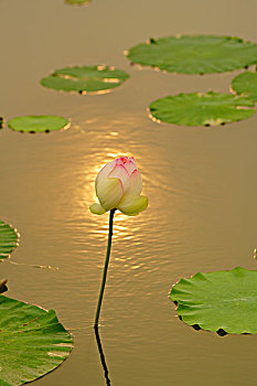xổ số thứ bảy hàng tuần