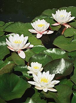 soi cầu lô đề 666