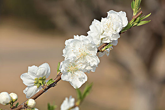 cach tinh lo xien