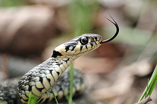 tỷ lệ lô đề