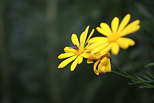 cầu lô miễn phí