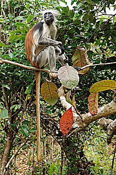 bạch thủ lô ngày mai